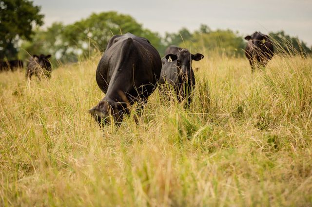 3896 Cr 305, Whitehall, TX 77868