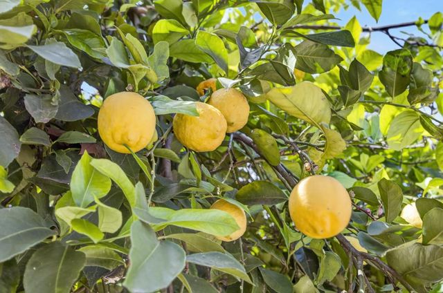 27 Blue Fern Ct, Sacramento, CA 95833