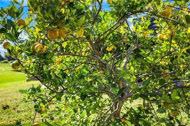 14554 BLACK LAKE PRESERVE STREET, Winter Garden, FL 34787