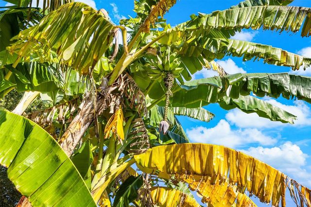 14554 BLACK LAKE PRESERVE STREET, Winter Garden, FL 34787