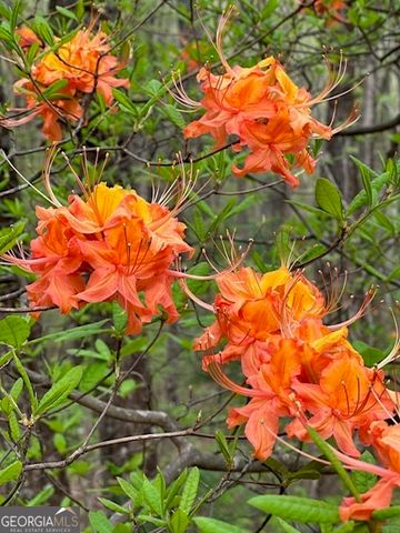 0 Creek Camp Road, Ellijay, GA 30536