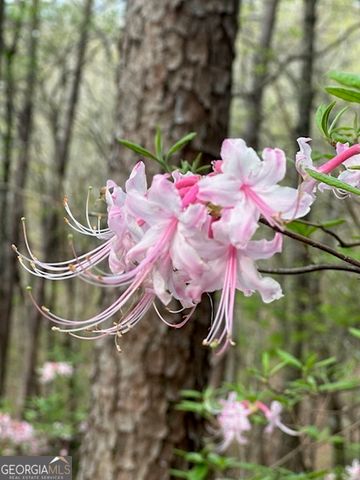 0 Creek Camp Road, Ellijay, GA 30536