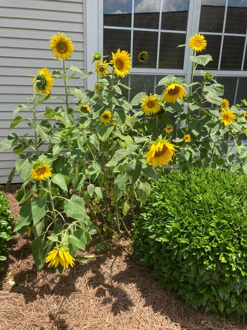 14 Silverleaf Ln., Hattiesburg, MS 39402