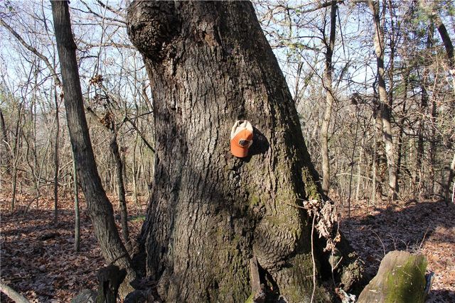 CR 6012, Berryville, AR 72616