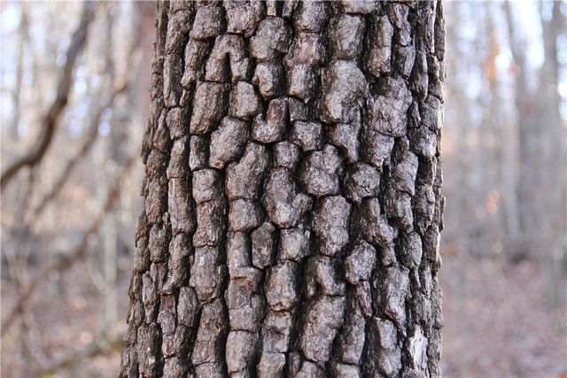 CR 6012, Berryville, AR 72616