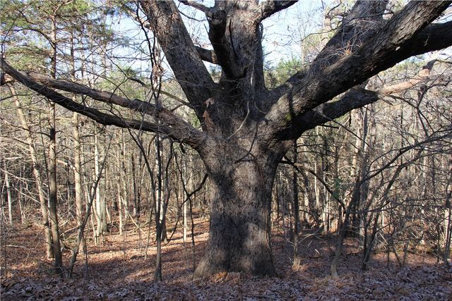 CR 6012, Berryville, AR 72616