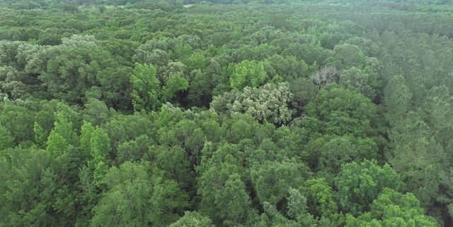 TBD County Road 3180, Winnsboro, TX 75494
