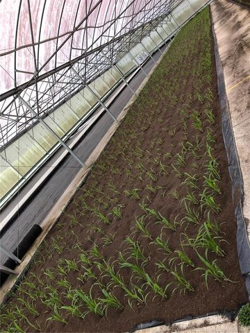 1065 S MASSACHUSETTS AVENUE, Deland, FL 32724