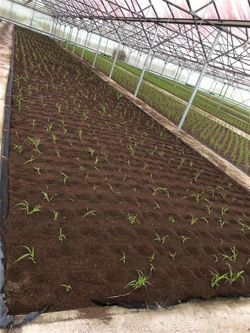 1065 S MASSACHUSETTS AVENUE, Deland, FL 32724