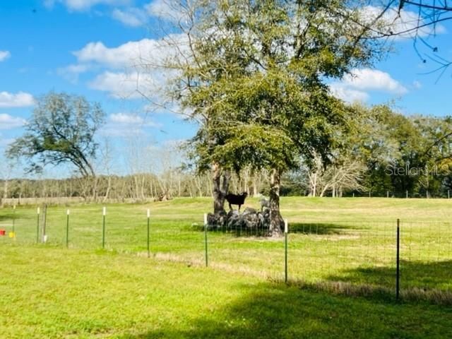 10 SW 50TH AVENUE, Bell, FL 32619