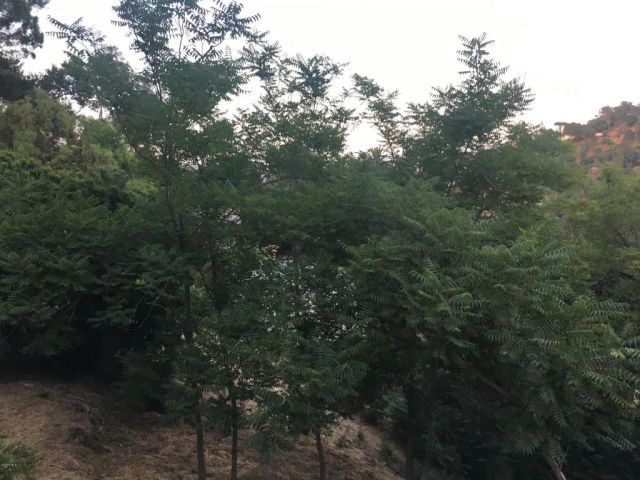0 Edendale, Los Angeles, CA 90039
