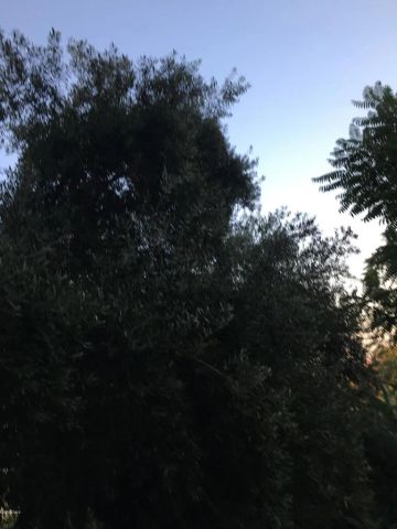0 Edendale, Los Angeles, CA 90039