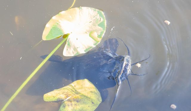 32801 Us-441 43, Okeechobee, FL 34972