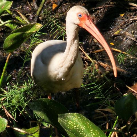 3317 PINE VALLEY DRIVE, Sarasota, FL 34239