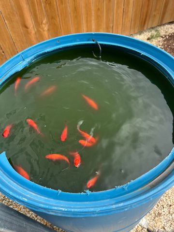 275 Siesta, Bandera, TX 78003