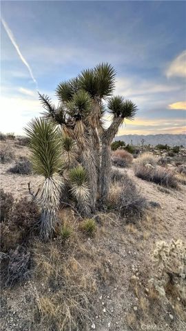 55370 Bunny, Yucca Valley, CA 92284