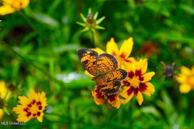 176 Will Stutely Drive, Brandon, MS 39042