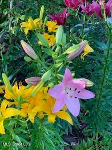 176 Will Stutely Drive, Brandon, MS 39042