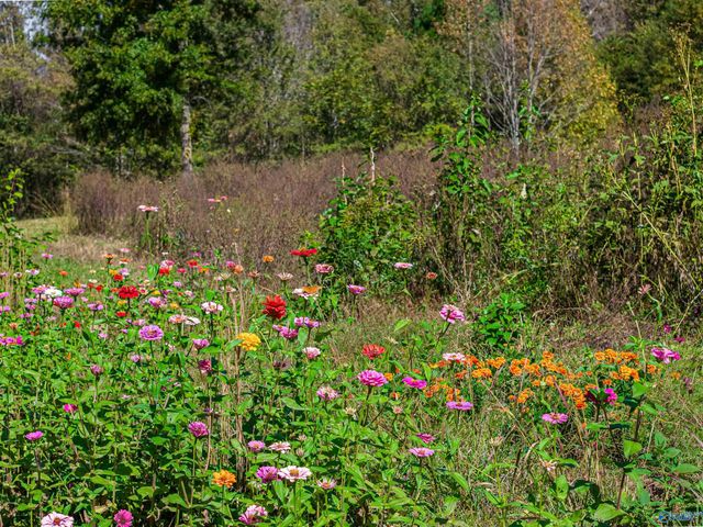 89 Mcnew Drive, Valley Head, AL 35989