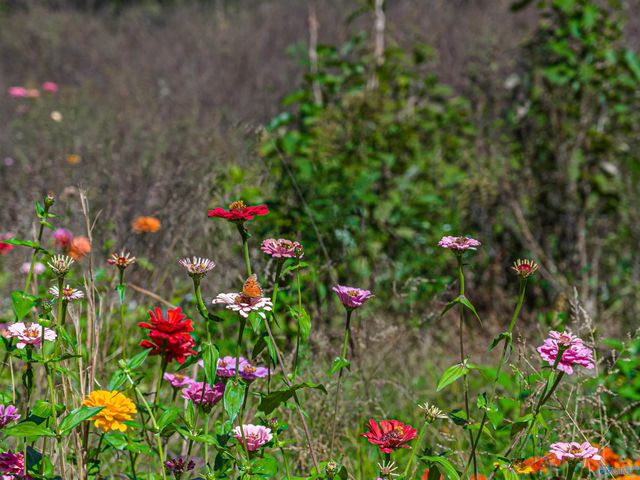 89 Mcnew Drive, Valley Head, AL 35989