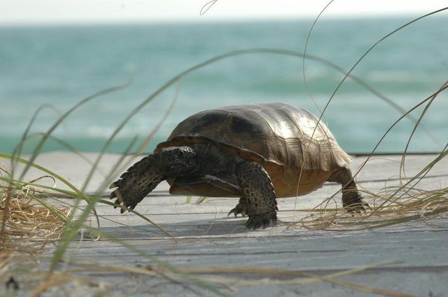 41 S GULF BOULEVARD, Placida, FL 33946