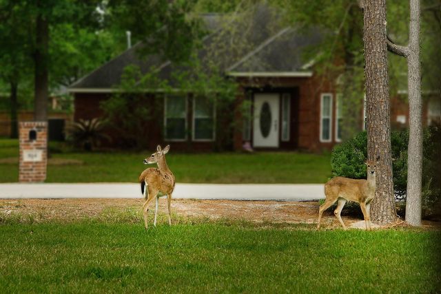 914 Box Elder Drive, Magnolia, TX 77354