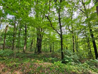 20 Ac Jesse James Road, Pineville, MO 64856