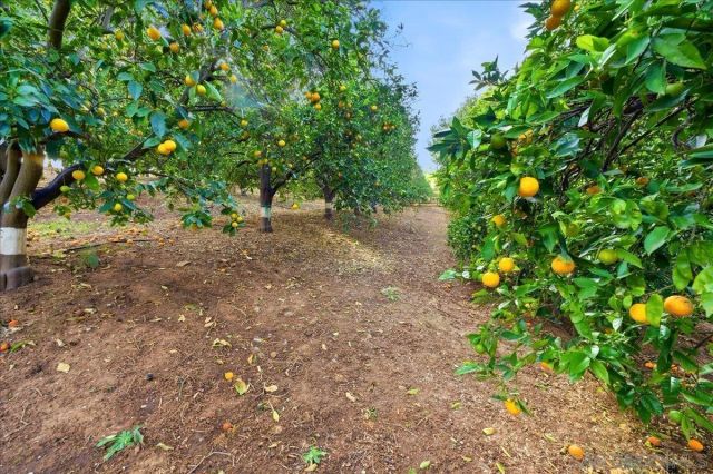 11568 Minneola Cir, Valley Center, CA 92082