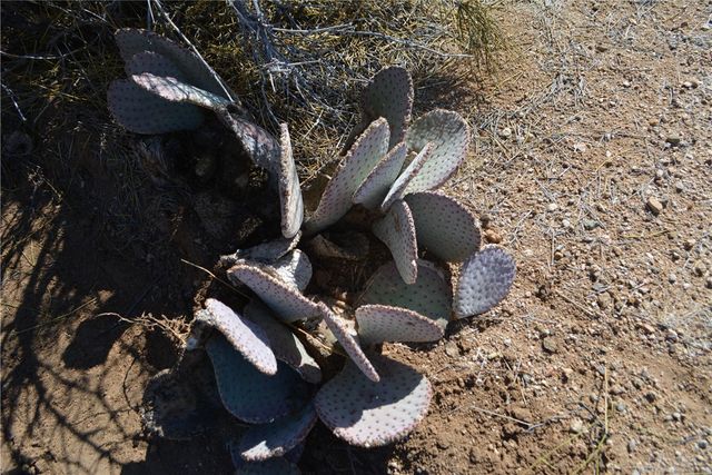 350 Arapaho Drive, Yucca, AZ 86438