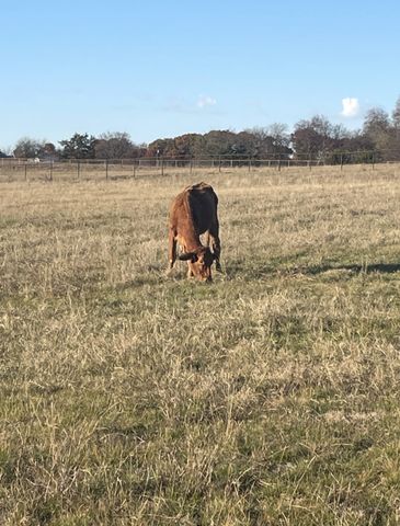 11321 Wild Rose Lane, Anna, TX 75409