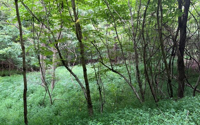 LOT 13 Preserve At Beach Mountain, Brasstown, NC 28902