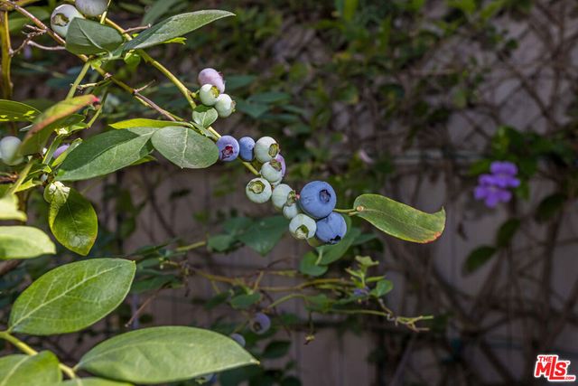 1601 N Curson Avenue, Los Angeles, CA 90046