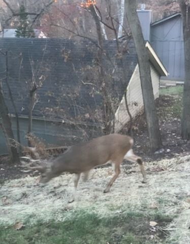 2019 11TH Street Place, East Moline, IL 61244