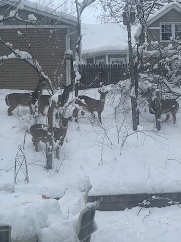 2019 11TH Street Place, East Moline, IL 61244