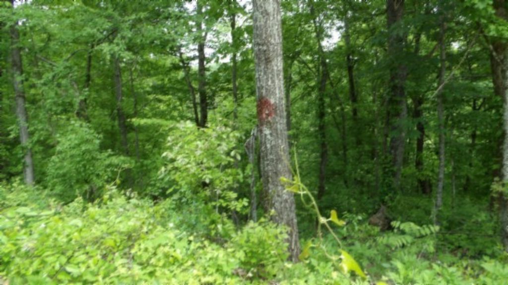 0 Rock Springs Rd, Celina, TN 38551