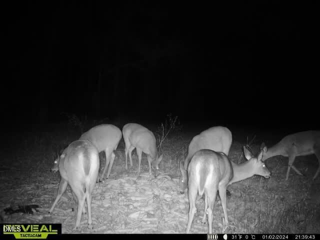 553 Ollie Road, Kenly, NC 27542