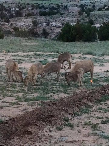 11800 Wild Horse Trail, Amarillo, TX 79118