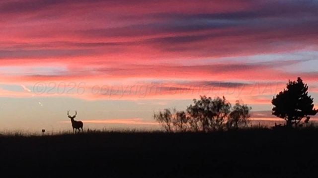 11800 Wild Horse Trail, Amarillo, TX 79118