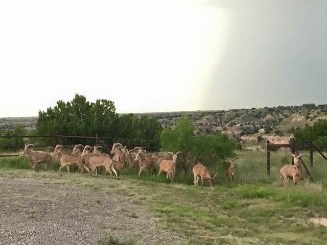 11800 Wild Horse Trail, Amarillo, TX 79118