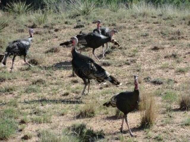 11800 Wild Horse Trail, Amarillo, TX 79118