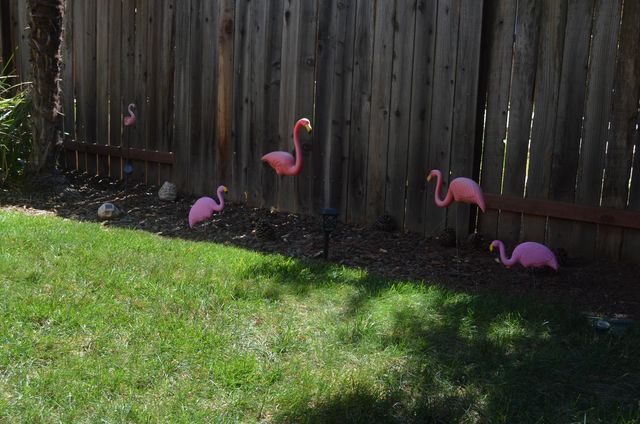 8392 Red Fox Way, Elk Grove, CA 95758