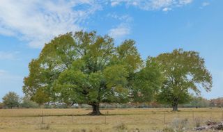 2150 CR 412, Lexington, TX 78947