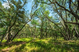 Lot 4 King Rail Lane, Edisto Island, SC 29438