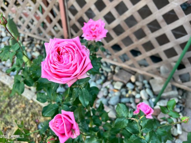 6042 E HALIFAX Street, Mesa, AZ 85205