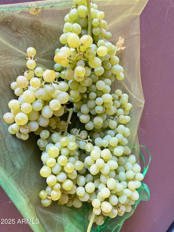 6042 E HALIFAX Street, Mesa, AZ 85205