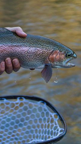 1949 Big Pine Drive, Hiawassee, GA 30546