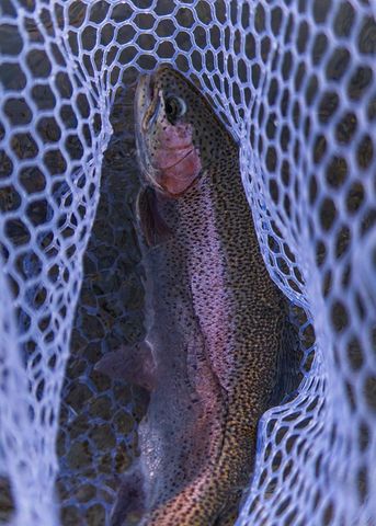 1949 Big Pine Drive, Hiawassee, GA 30546