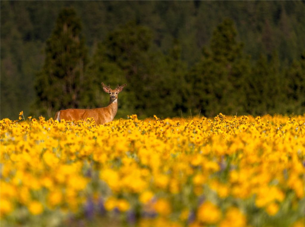 2519 Old Darby Road, Darby, MT 59829 photo 17