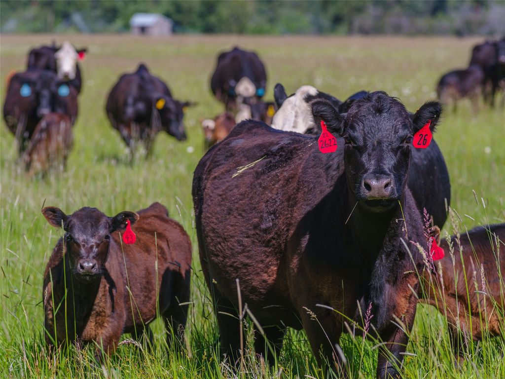 2519 Old Darby Road, Darby, MT 59829 photo 19