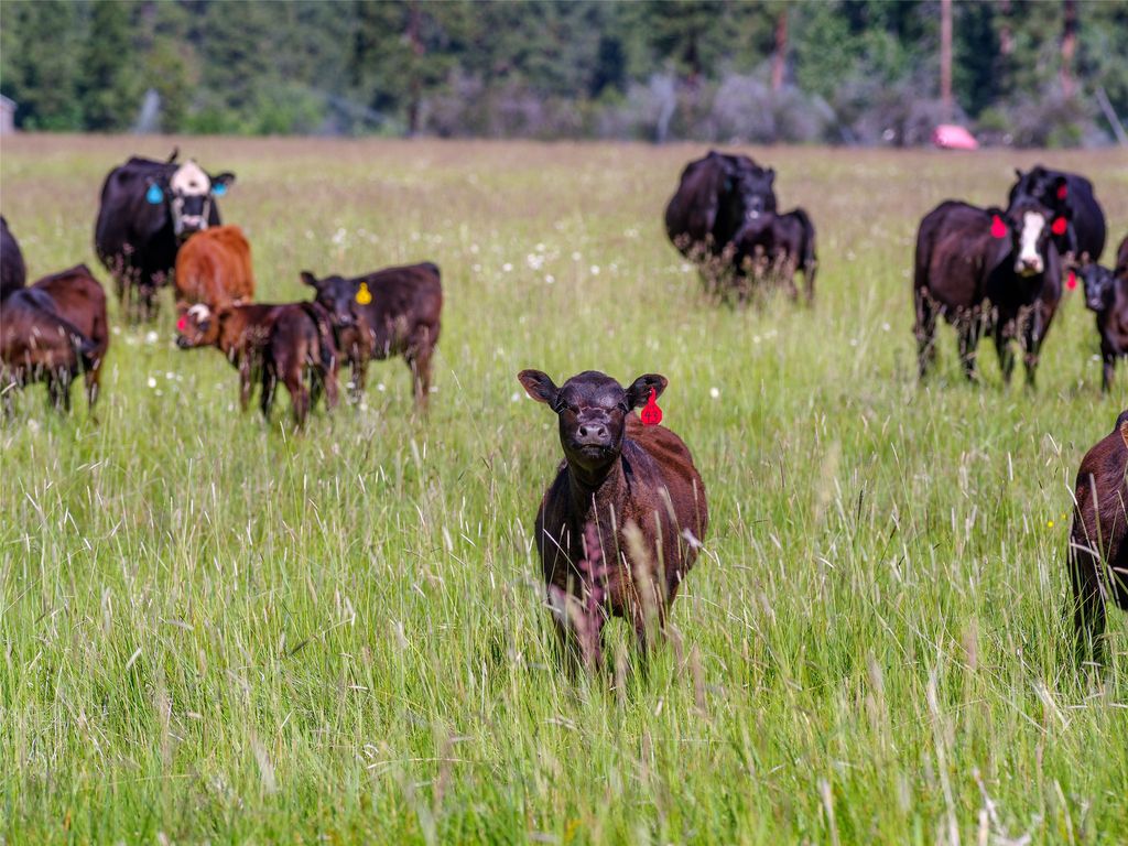 2519 Old Darby Road, Darby, MT 59829 photo 20